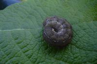 Leptologia lota