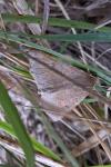 Crocallis dardoinaria