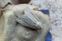 Mythimna riparia