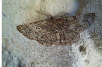 Selidosema taeniolaria