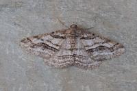 Calamodes occitanaria