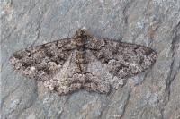 Peribatodes ilicaria ilicaria