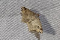 Macaria alternata