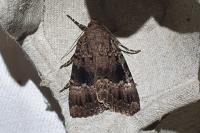 Amphipyra berbera svenssoni