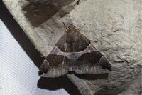 Dysgonia algira