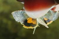 Noctua janthe