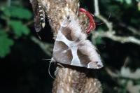 Dysgonia algira