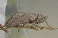 Compsoptera opacaria
