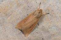 Mythimna unipuncta