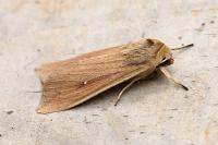 Mythimna unipuncta