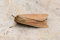 Mythimna unipuncta