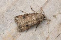 Agrotis segetum