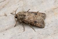 Agrotis segetum