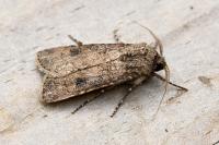 Agrotis segetum