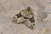 Thera britannica/variata