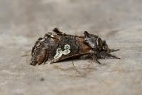 Diloba caeruleocephala