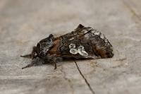 Diloba caeruleocephala