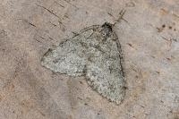 Epirrita