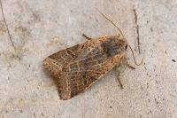 Agrochola lychnidis