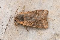 Agrochola lychnidis