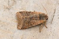 Agrochola lychnidis