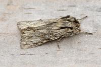 Asteroscopus sphinx