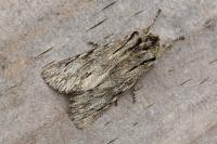 Asteroscopus sphinx