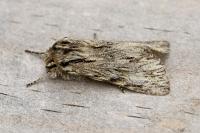 Asteroscopus sphinx