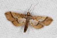 Hydriris ornatalis