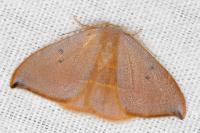 Watsonalla uncinula