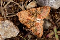 Polymixis argillaceago