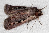 Xestia agathina