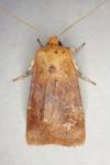 Conistra rubiginea