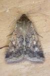 Helicoverpa armigera