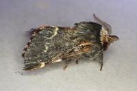 Poecilocampa populi populi