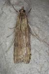 Nomophila noctuella