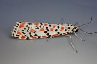 Utetheisa pulchella