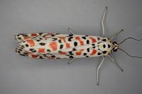 Utetheisa pulchella