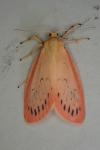 Miltochrista miniata