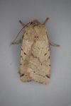 Agrochola lychnidis