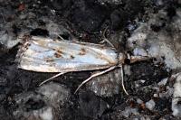 Catoptria falsella