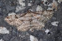 Peribatodes rhomboidaria rhomboidaria