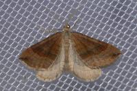 Scotopteryx chenopodiata