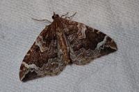 Eulithis prunata