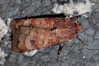 Agrotis trux