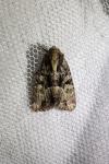 Lacanobia w-latinum