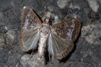 Evergestis sophialis