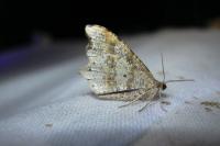 Macaria alternata
