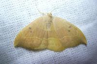 Watsonalla binaria