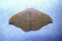 Watsonalla binaria
